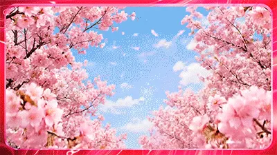사쿠라